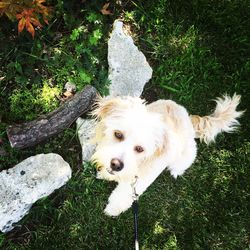Close-up portrait of dog standing on grass