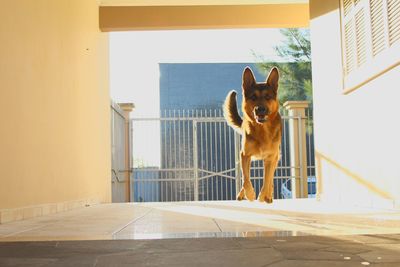 Alert dog running outdoors