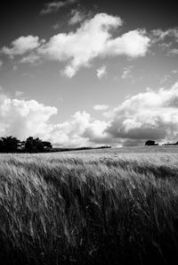 Scenic view of wheat field against sky