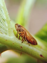 Close-up of insect on plant