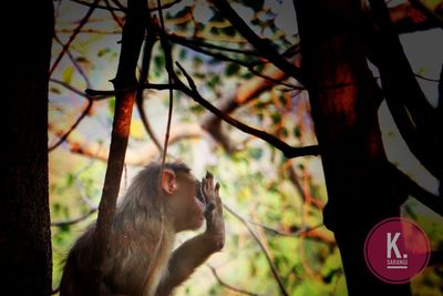 Monkey on tree in forest