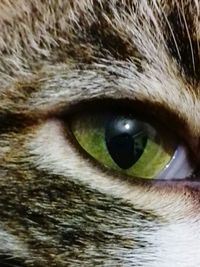 Close-up of cat eye