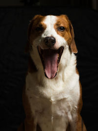 Close-up portrait of dog