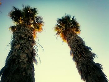 Low angle view of palm trees against clear blue sky