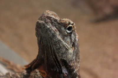 Close-up of animal eye