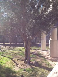 Trees growing in a park