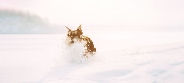 Portrait of cat on snow