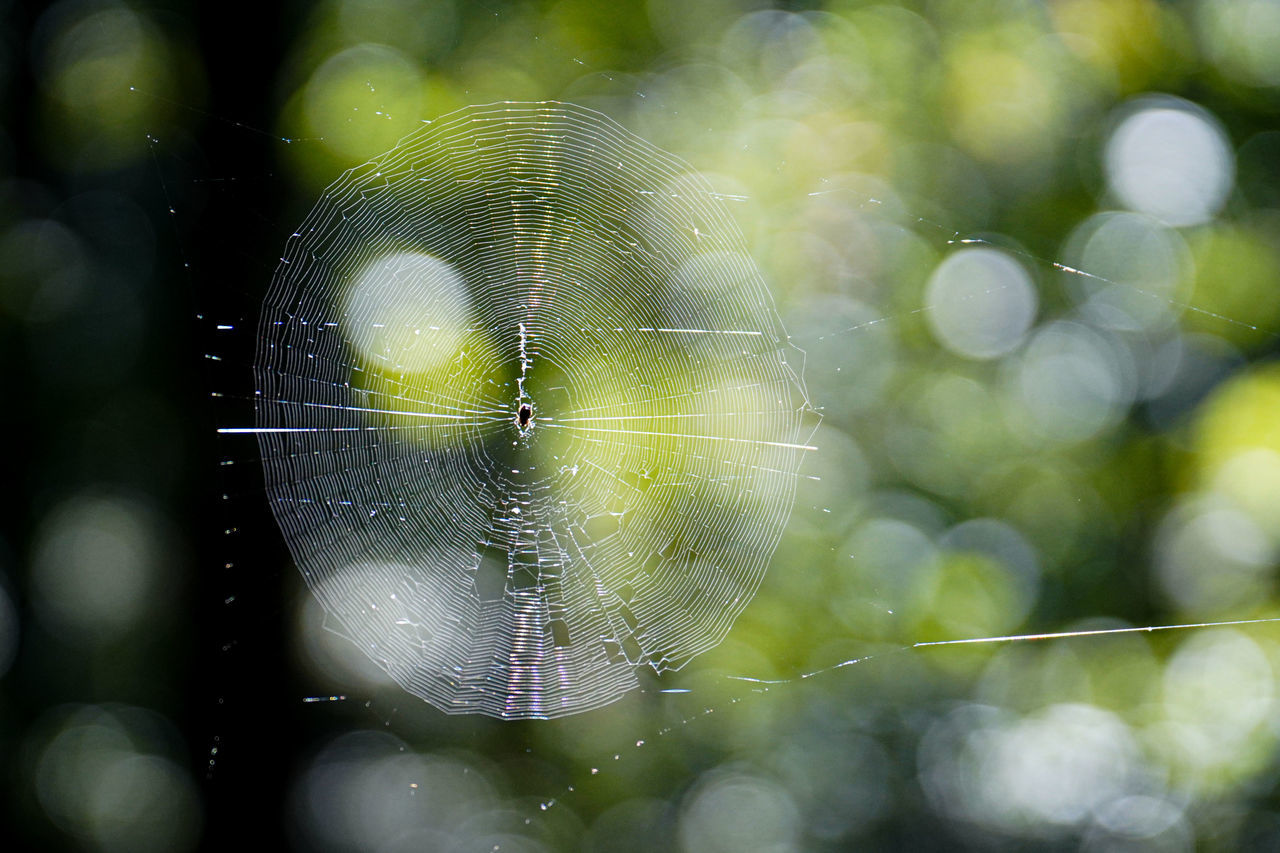 CLOSE-UP OF SPIDER ON WEB WITH DEW