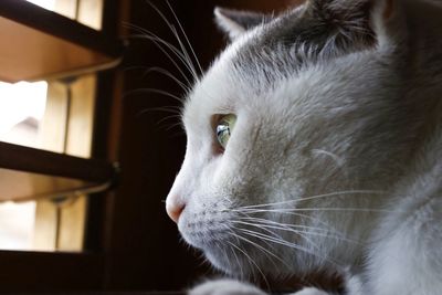 Close-up of a cat looking away