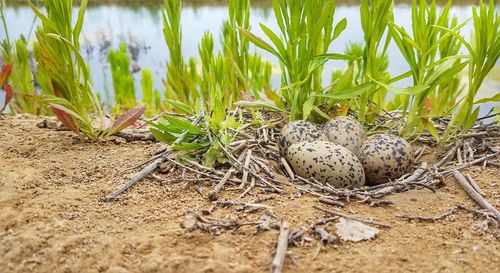 Close-up of snake on field