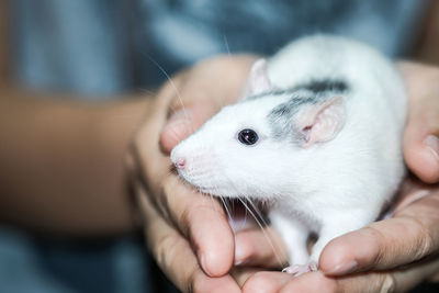 Midsection of person holding rat