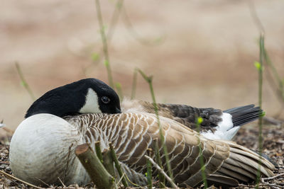 Close-up of birds on field