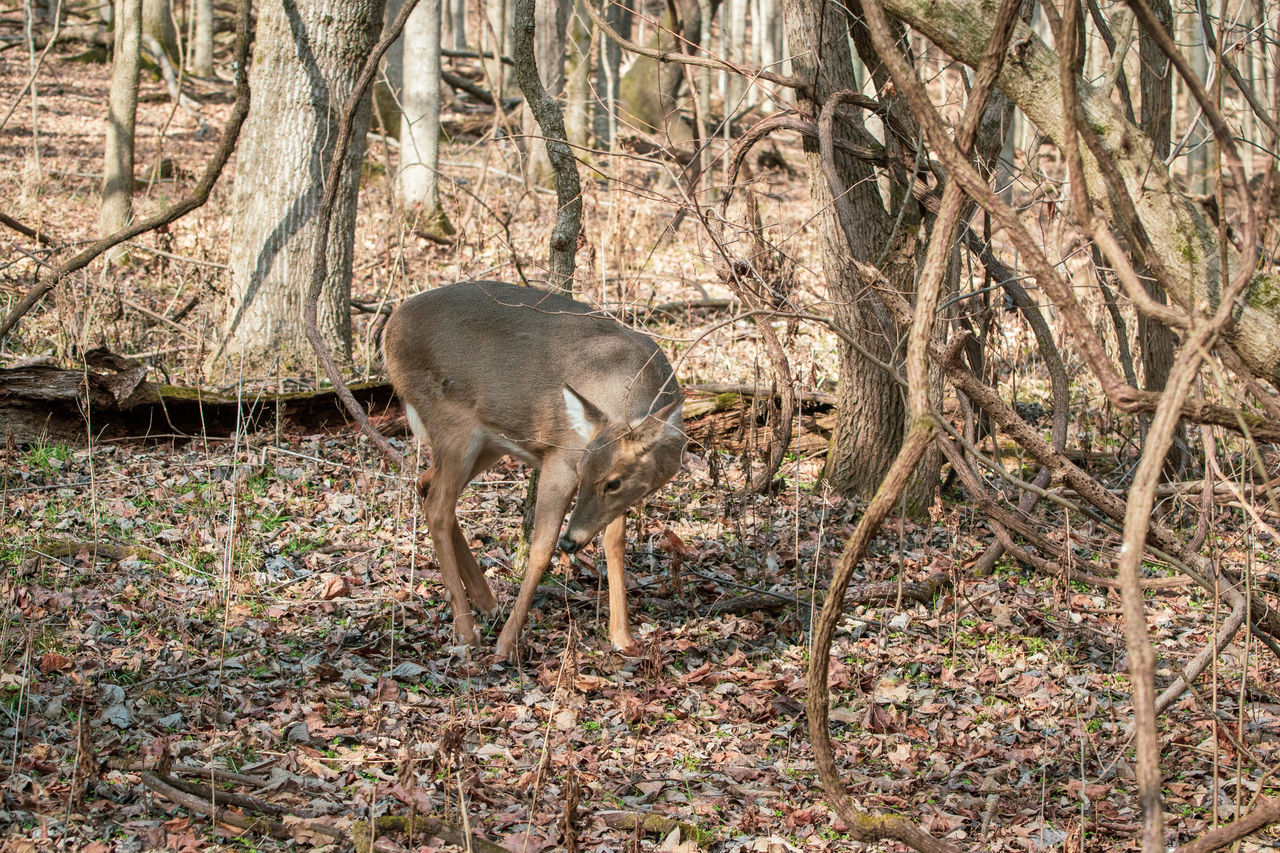 DEER STANDING IN A FIELD