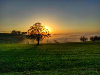 Trees on field against sky during sunset