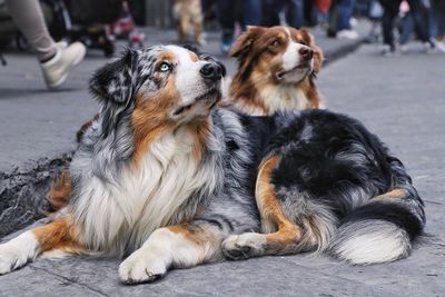 Close-up of dogs sitting outdoors