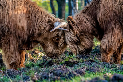 Close-up of cow standing on field