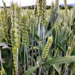 Close-up of plants growing on field