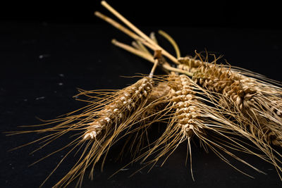 Close-up of plant against black background