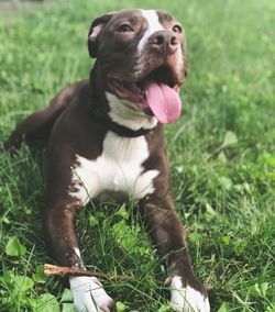 View of a dog on field