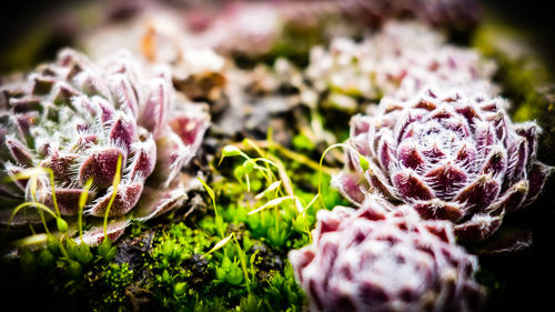 Close-up of purple flowers