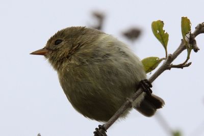 Low angle view of bird perching on branch