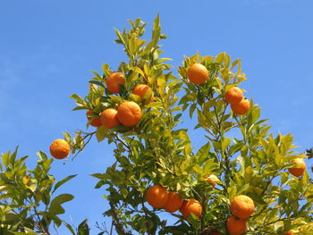 Low angle view of orange tree against sky