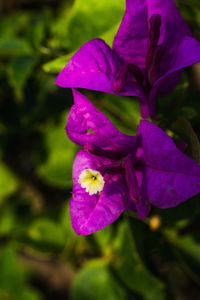 Close-up of purple flowering plant