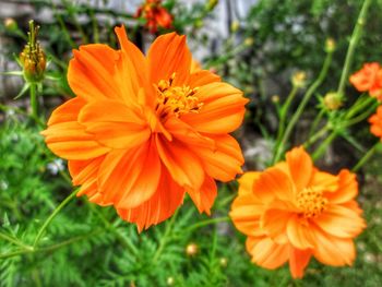 Close-up of orange flowers blooming outdoors