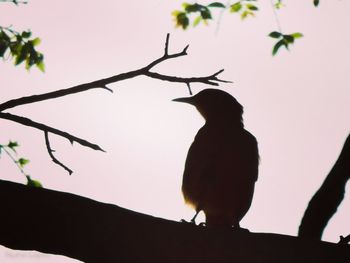 Low angle view of bird perching on tree against sky