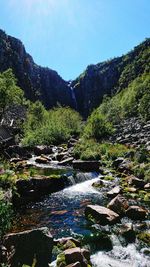 Plants growing by river against sky