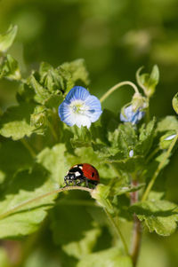 Close-up of ladybug on flower