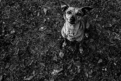 Dog looking away