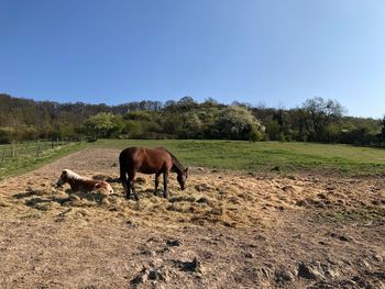 Horses in a field