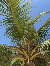 Low angle view of palm tree against sky