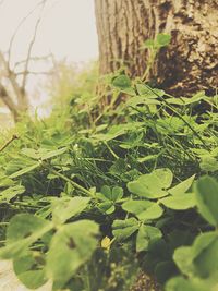 Close-up of plants growing on field