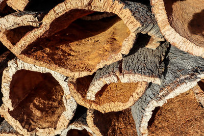 Harvested cork oak bark from the trunk of cork oak tree, quercus suber, alentejo portugal