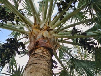 Low angle view of palm tree against sky