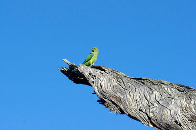 Bird perching on a tree