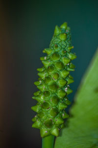 Close-up of succulent plant