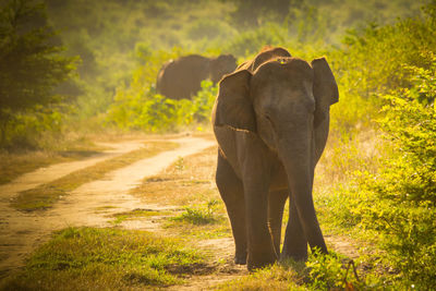 Elephant walking in forest