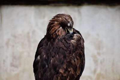 Close-up of a bird