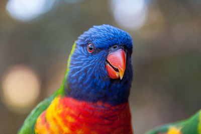Rainbow lorikeet parrot bird close up portrait with bokeh background