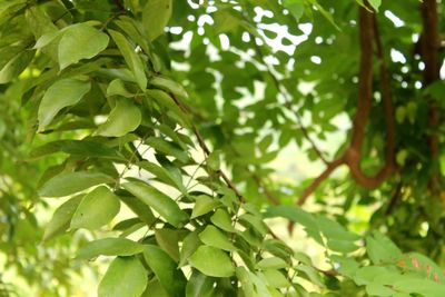 Close-up of leaves