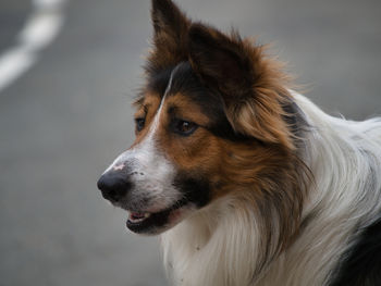 one animal