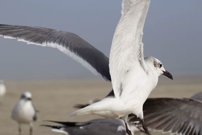 Bird flying against sky