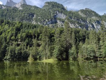 Scenic view of lake in forest