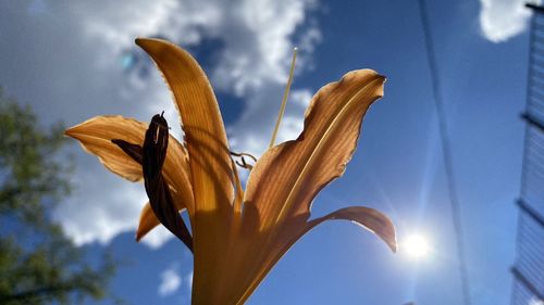 Low angle view of flowering plant against sky