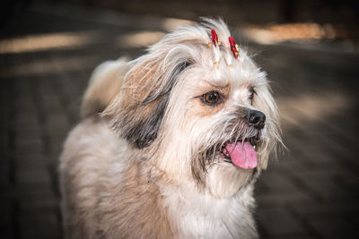 Close-up of a dog looking away