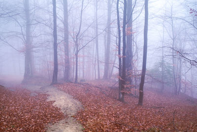 Trees in forest during autumn