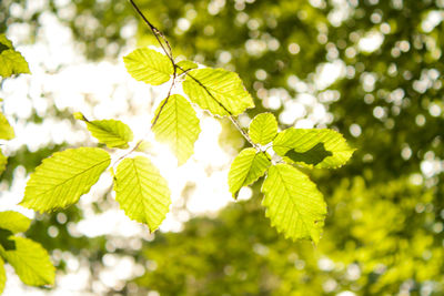 Low angle view of leaves on tree